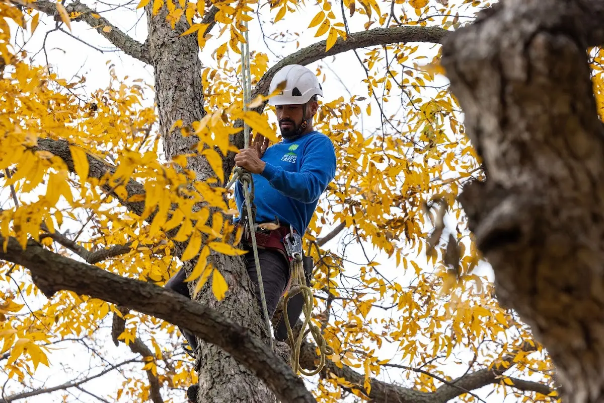 Skilled Tree Trimming crew working in Red Oak